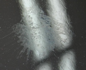 Vyleptaná vrstva laku po ptačím trusu